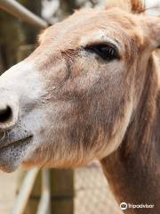 橡樹谷農場動物園