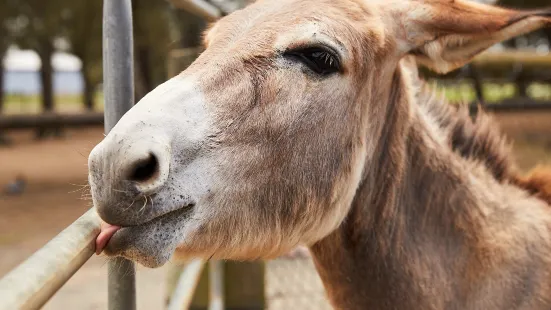 橡樹谷農場動物園