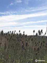 Anderson Marsh State Historic Park