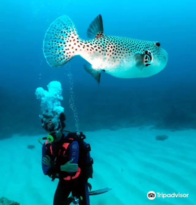 Scuba Diving in Mauritius