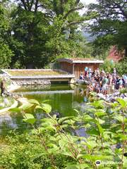 Greifvögel Tierpark Sababurg