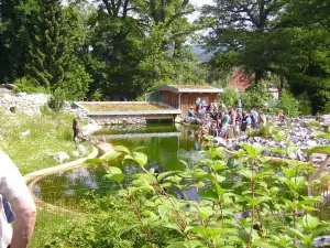 Greifvögel Tierpark Sababurg