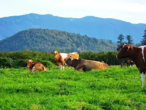 Farmhouse Natural Cheeses