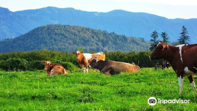 Farmhouse Natural Cheeses