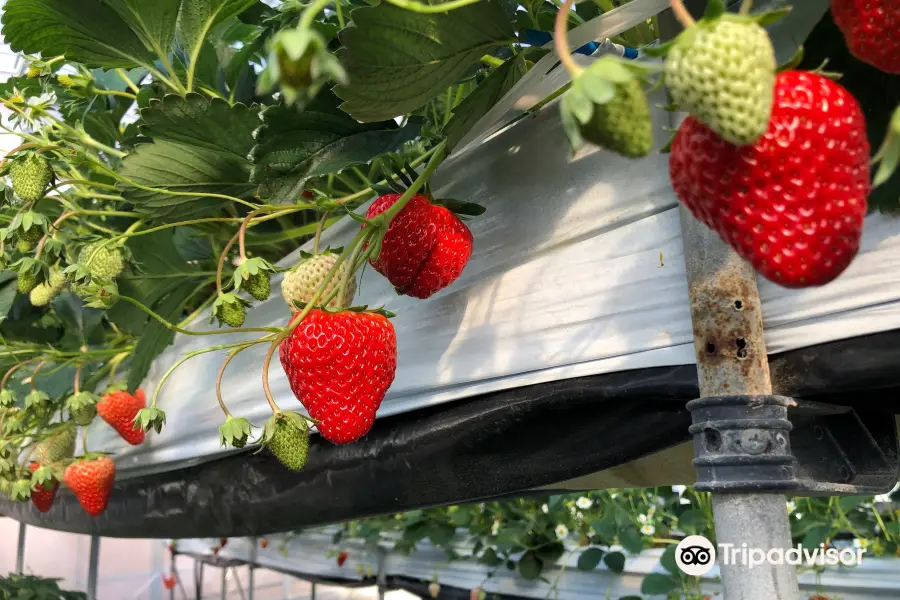 Komoro Nunobiki Strawberry Garden