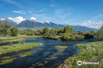 Montana Angler