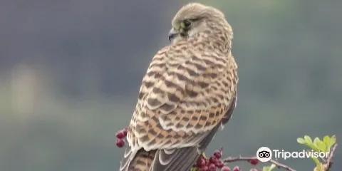 The Falconry Academy