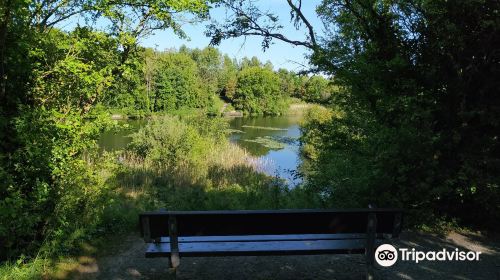 Longton Brickcroft Nature Reserve