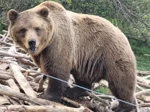 Bear Sanctuary, Kuterevo