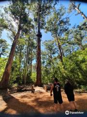 Gloucester Tree