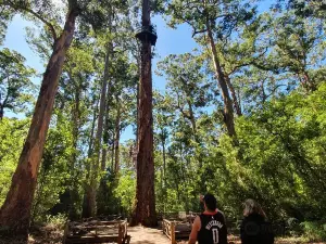 Gloucester Tree