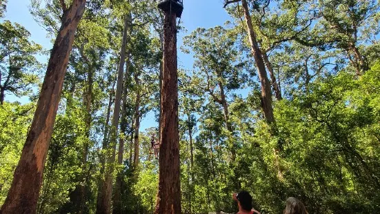 Gloucester Tree