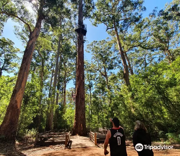 Gloucester Tree