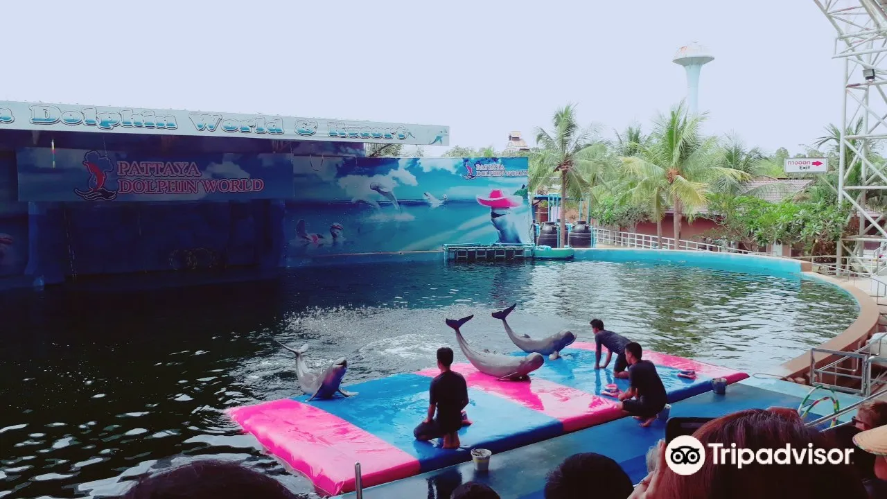 5_芭提雅海豚世界