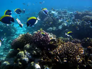 Mombasa Marine National Park