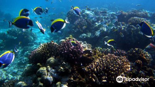 Mombasa Marine National Park