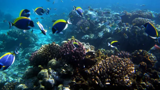 Mombasa Marine National Park