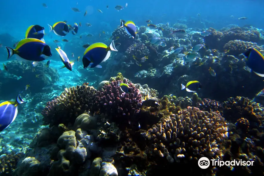 Mombasa Marine National Park