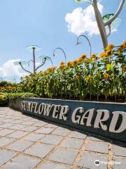 Sunflower Garden