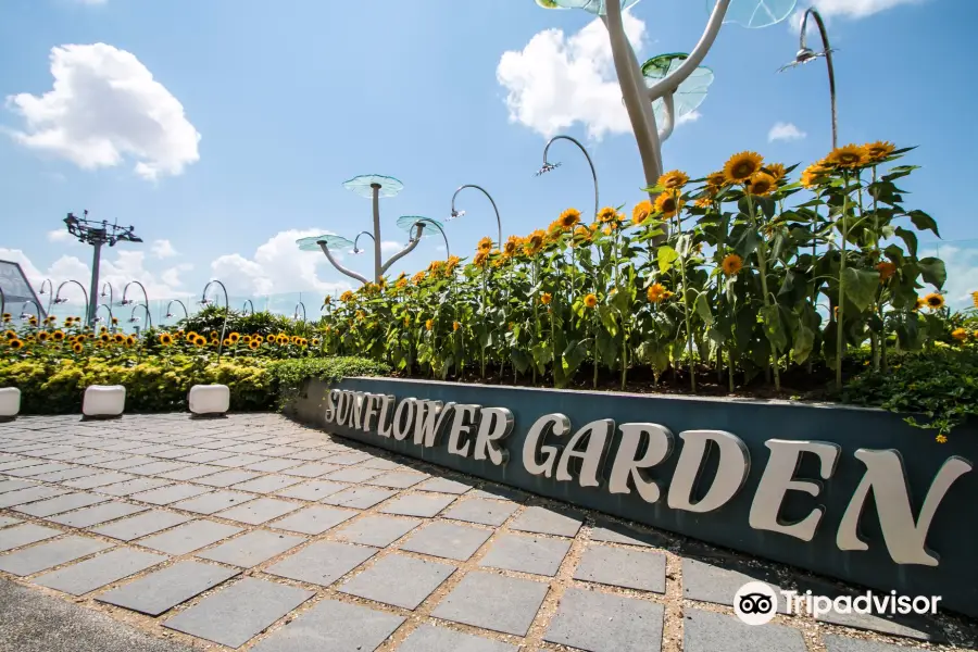 Sunflower Garden