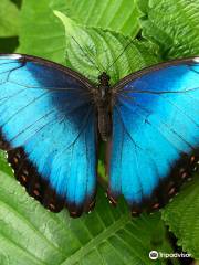Mariposario Butterfly Kingdom Costa Rica