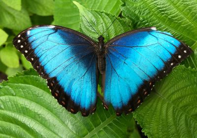 Mariposario Butterfly Kingdom Costa Rica