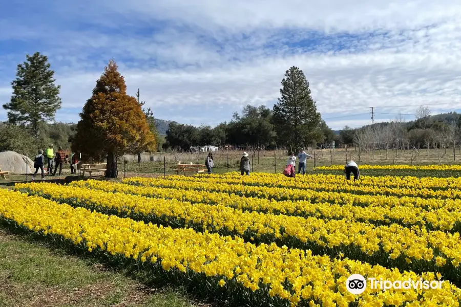 Julian Farm and Orchard