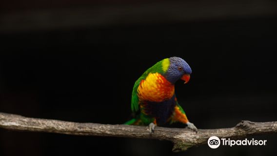 Парк Уингс Уайлдлайф