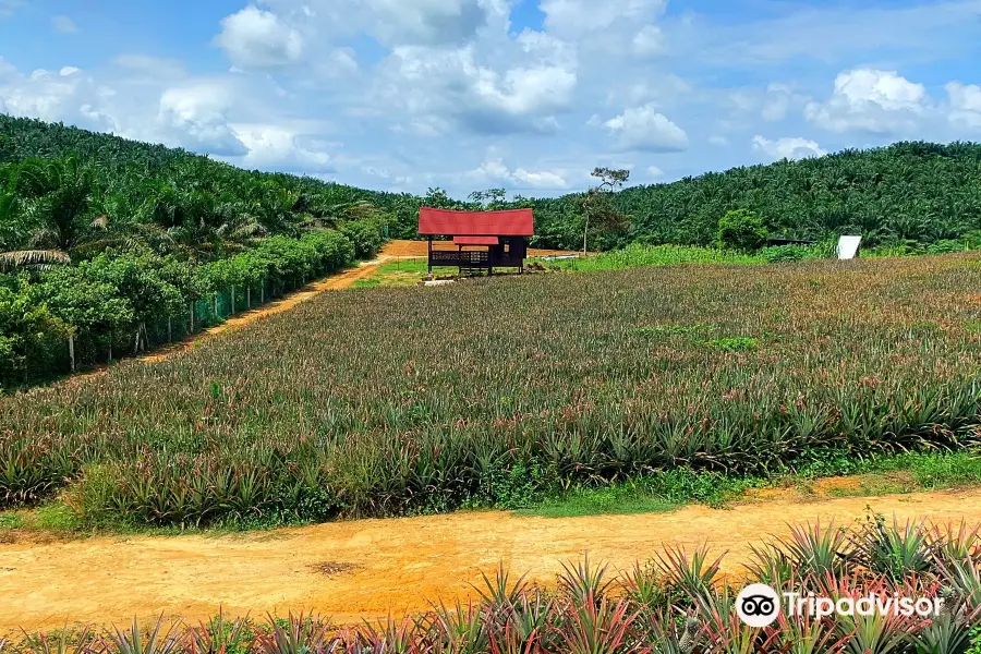 Sky Ladder Pineapple Farm