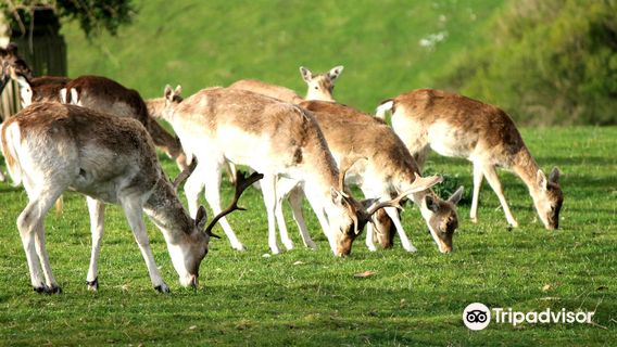 GREAT OCEAN ROAD WILDLIFE PARK