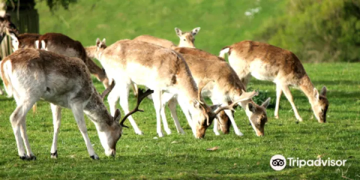 大洋路野生動物園