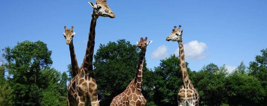 Parc Zoologique Cerza