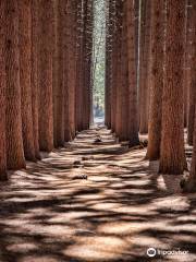 The Sugar Pine Walk, Bago State Forest