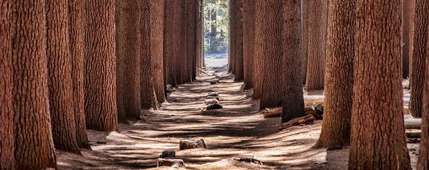 The Sugar Pine Walk, Bago State Forest