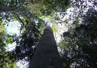 Kaya Kinondo Sacred Forest