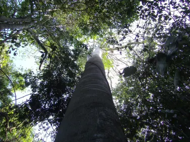 Kinondo