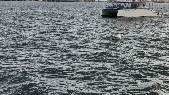 Frisky Mermaid Dolphin Tours & Boat Rentals