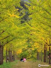 Hongcheon Ginkgo Forest