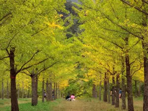 洪川銀杏林