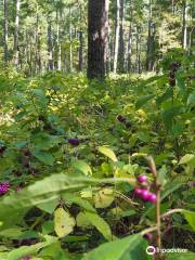 Mission Tejas State Park