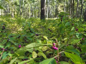 Mission Tejas State Park