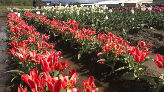 Holland America Bulb Farms