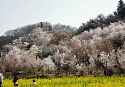 花見山公園