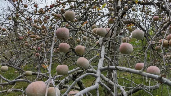 Crooked Run Orchard