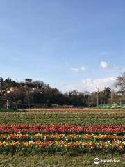 TuliPark - Roma