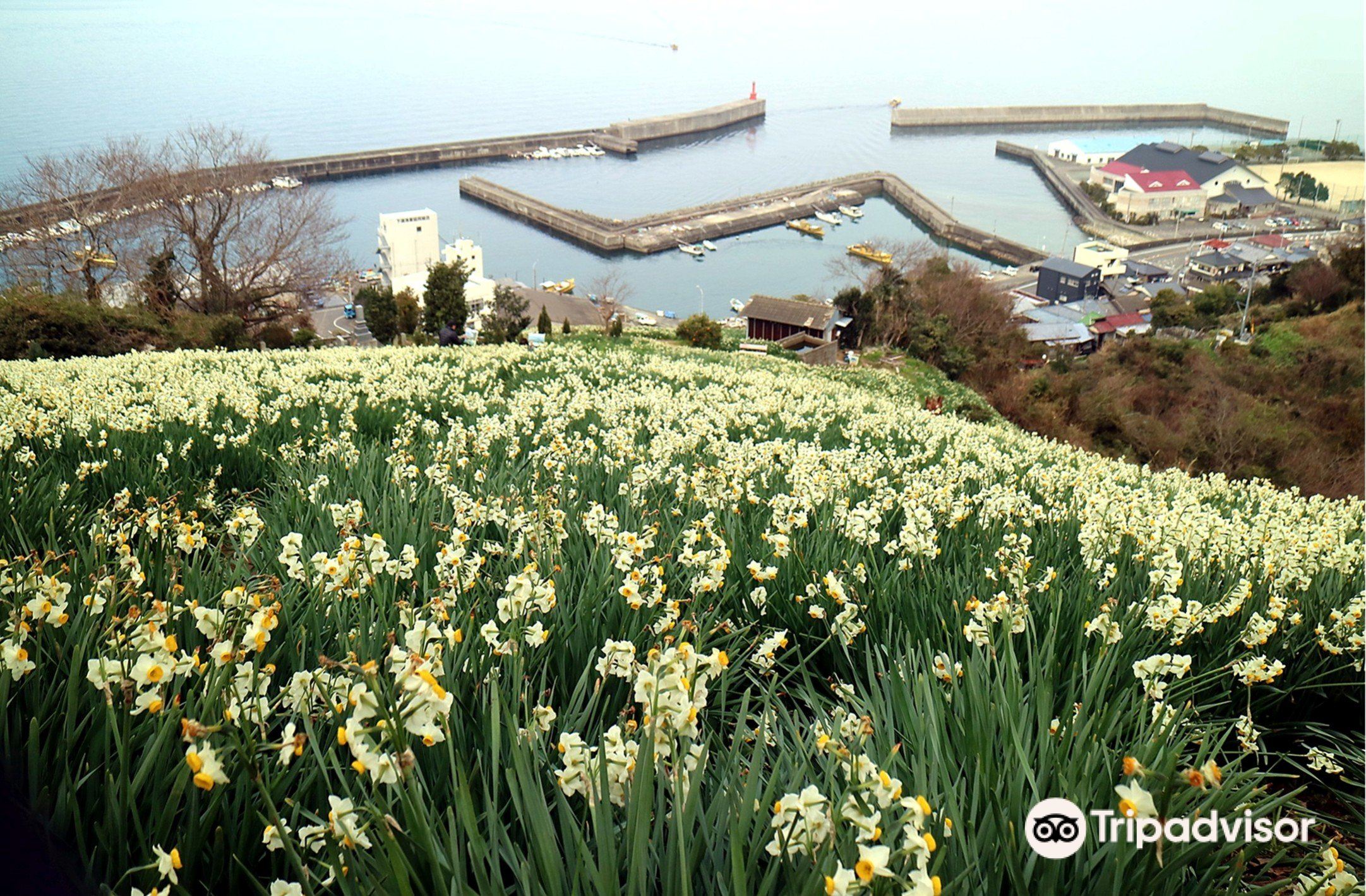 日本水仙花開道 伊予市 の旅行レビュー Trip Comトラベルガイド