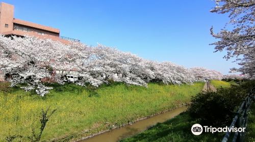 豊田川