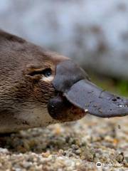 The Platypus Experience