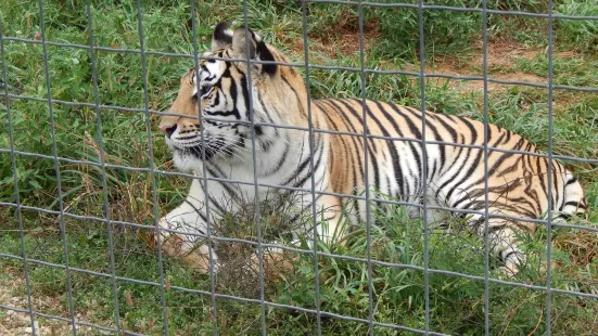 Wisconsin Big Cat Rescue