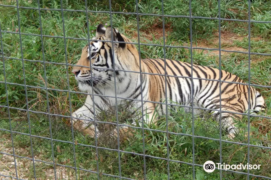 Wisconsin Big Cat Rescue